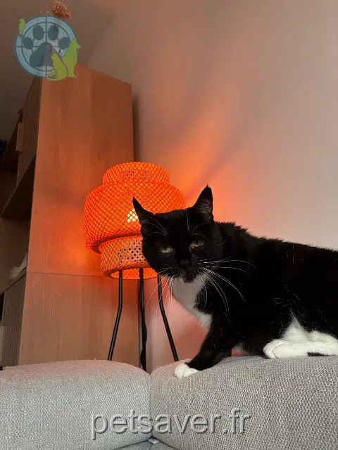 Katze lost   14390 Cabourg Dominette