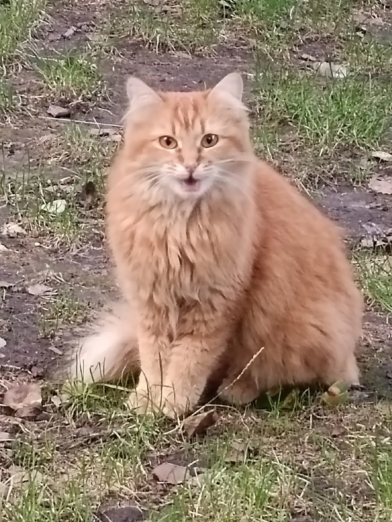 Chatte Perdue 14 Calvados Chatte Perdue 14 Calvados