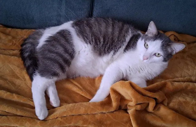 cat lost 14840 Cuverville Elsa cat lost 14840 Cuverville Elsa
