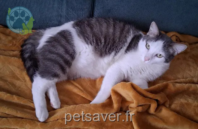 gata perdida 14840 Cuverville Elsa gata lost 14840 Cuverville Elsa
