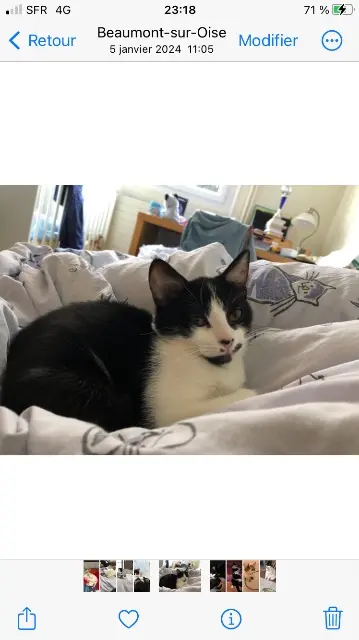 chatte lost   14130  Fleo