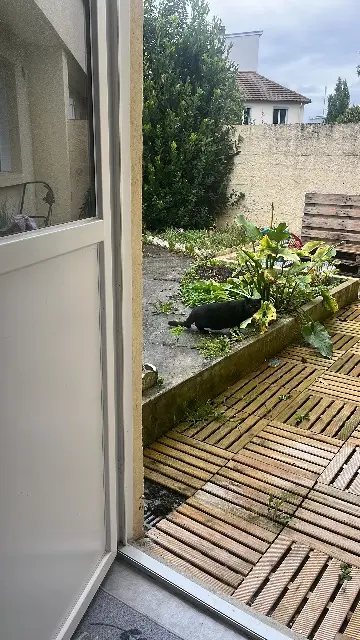 chatte lost   14120 Mondeville Flora