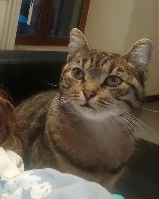 chatte lost   14190 Grainville-Langannerie Gabou