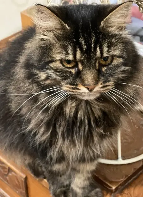 chatte lost   14340 Notre-Dame-de-Livaye Havane