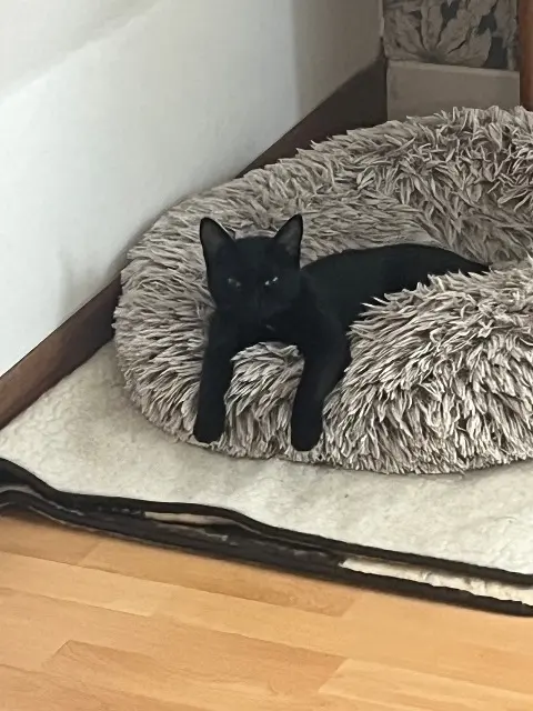 chatte lost   14290 Courtonne-les-Deux-Églises Judith