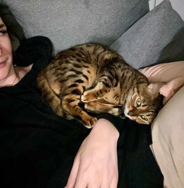 chatte lost   14800 Bonneville-sur-Touques Khalee