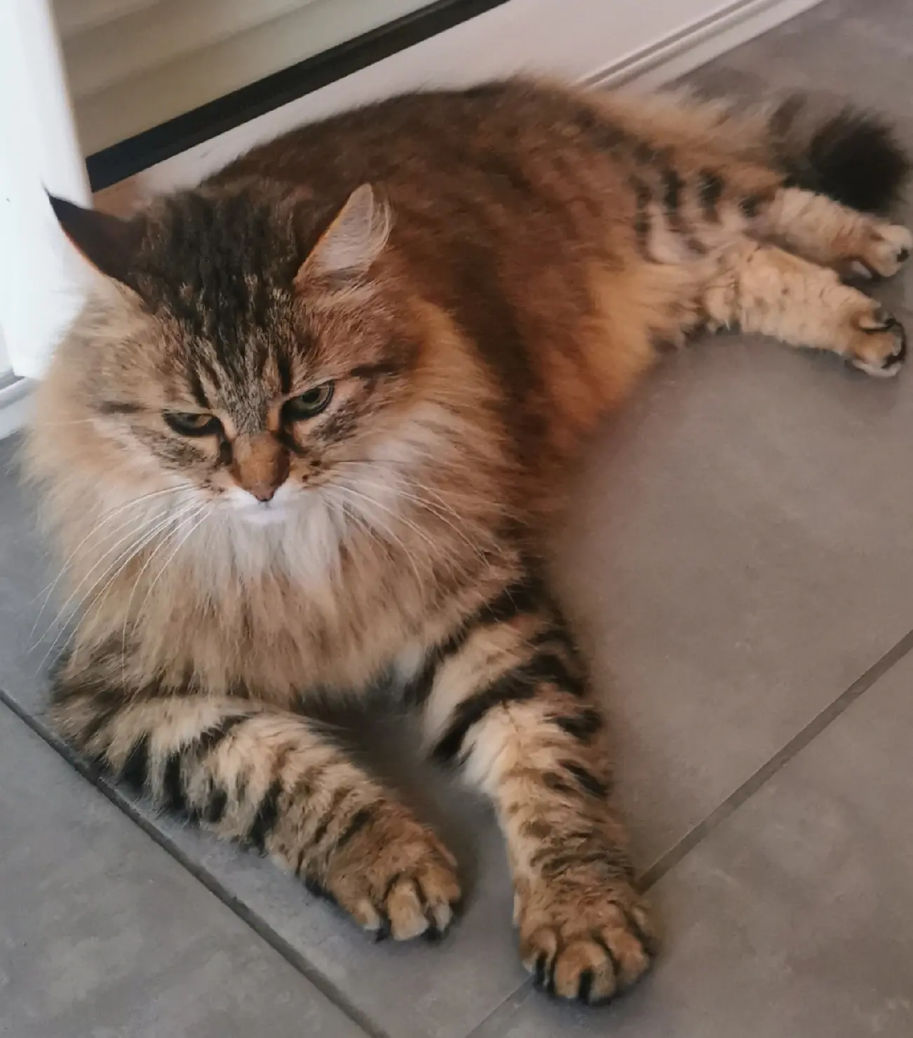 Chatte Perdue 14 Calvados - Lexie Chatte Perdue 14 Calvados - Lexie
