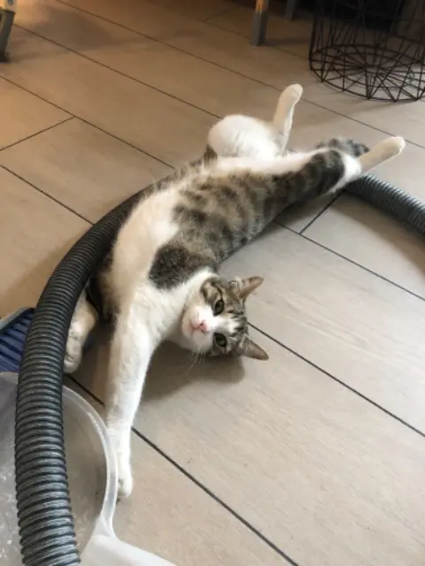 chatte lost   14980 Rots Lili