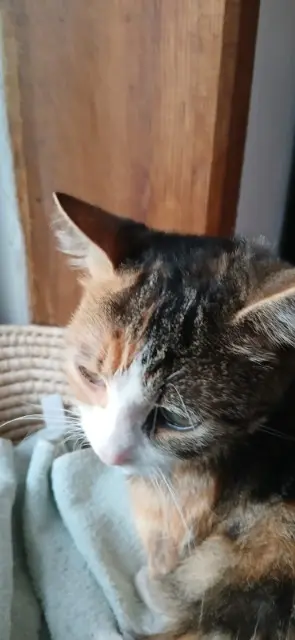 chatte lost   14450 Grandcamp-Maisy Lily