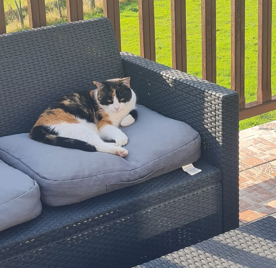 Chatte Perdue 14 Calvados Livarot-Pays-d'Auge - Nala Chatte Perdue 14 Calvados Livarot-Pays-d'Auge - Nala