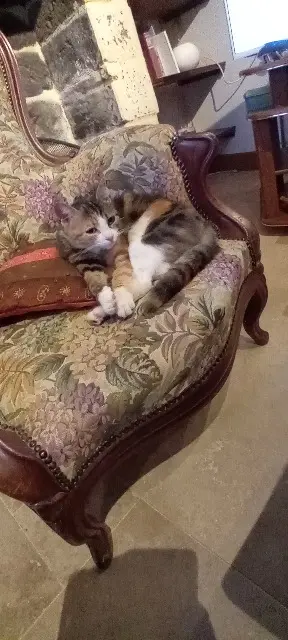 chatte lost   14450 Grandcamp-Maisy Liy