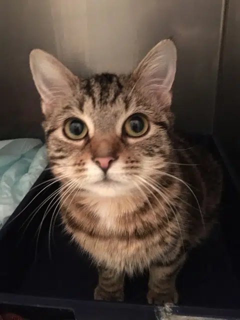 chatte lost   14640 Villers-sur-Mer Lulu