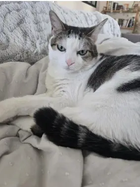 chatte lost   14150 Ouistreham Marina RYCKEBUSH