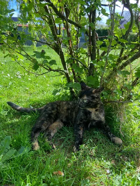 chatte lost   14430 Dozulé Maïa