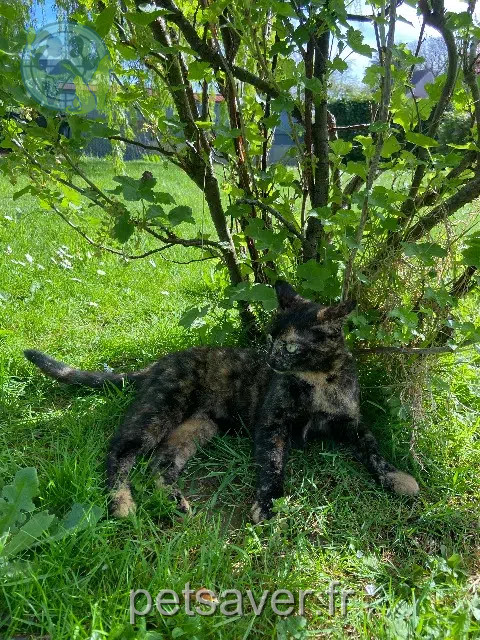 gata perdida 14430 Dozulé Maïa gata lost 14430 Dozulé Maïa