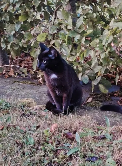 chatte lost   14840 Démouville Maïa