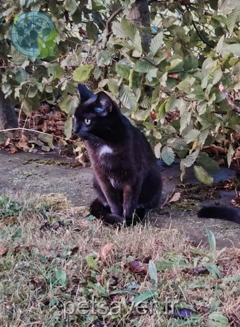 kat vermist 14840 Démouville Maïa kat lost 14840 Démouville Maïa