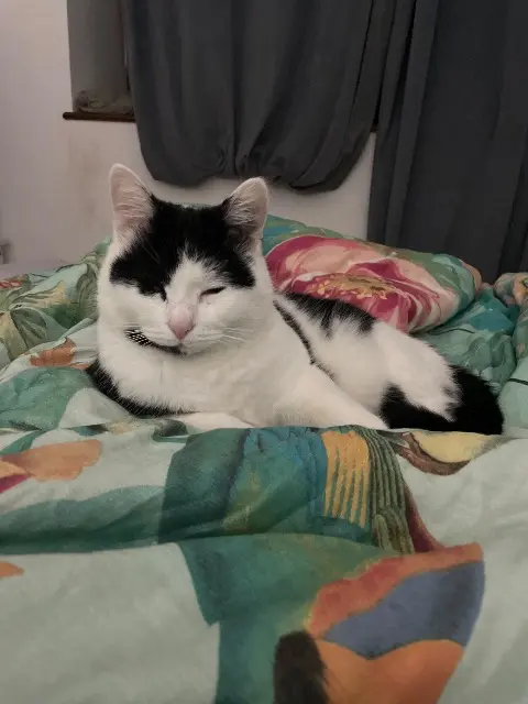 chatte lost   14570 Clécy Mimi