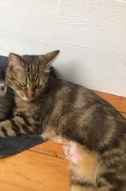 chatte lost   14123 Fleury-sur-Orne Minette