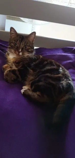 chatte lost   14120 Mondeville Minette