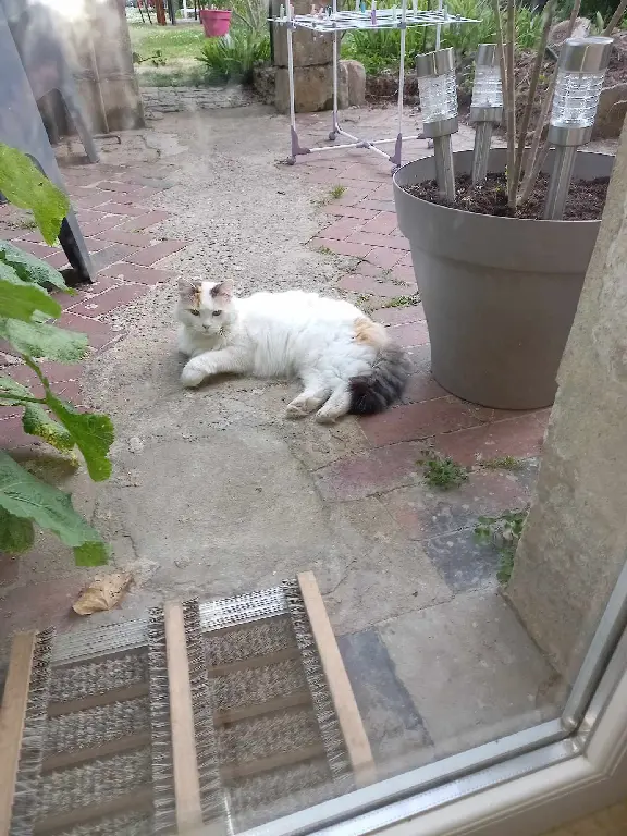 Chatte Perdue 14 Calvados - Minette Chatte Perdue 14 Calvados - Minette