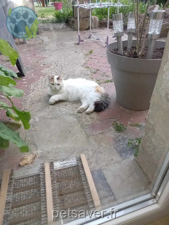 Chatte Perdue 14 Calvados - Minette Chatte Perdue 14 Calvados - Minette