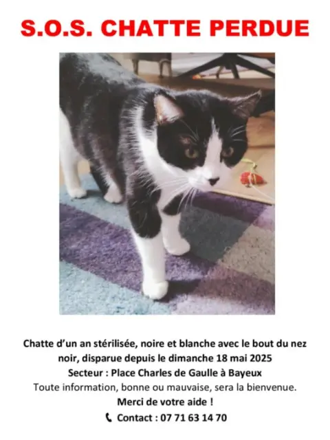 chatte lost   14400 Bayeux Mona