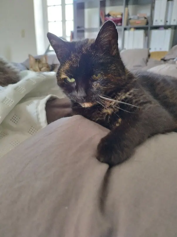 Chatte Perdue 14 Calvados - Moon Chatte Perdue 14 Calvados - Moon