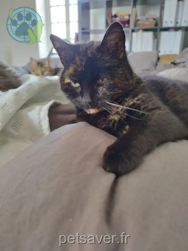 Chatte Perdue 14 Calvados - Moon Chatte Perdue 14 Calvados - Moon