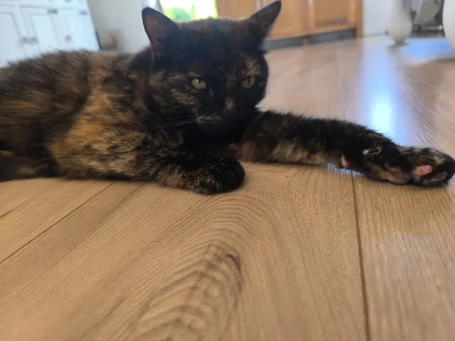 chatte lost   14700 Saint-Pierre-du-Bû Mystie