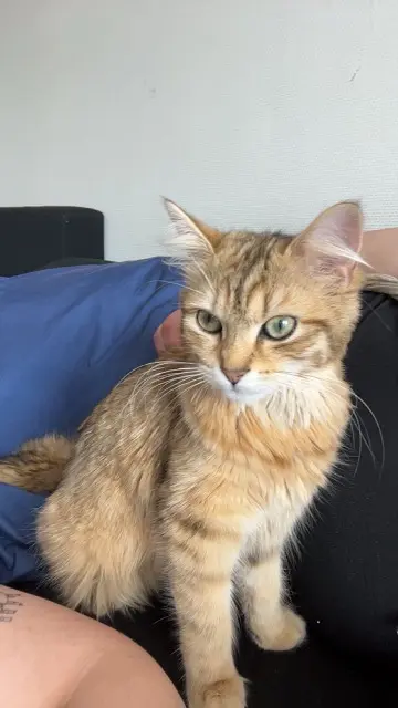 chatte lost    Mézidon Vallée d'Auge Leyka