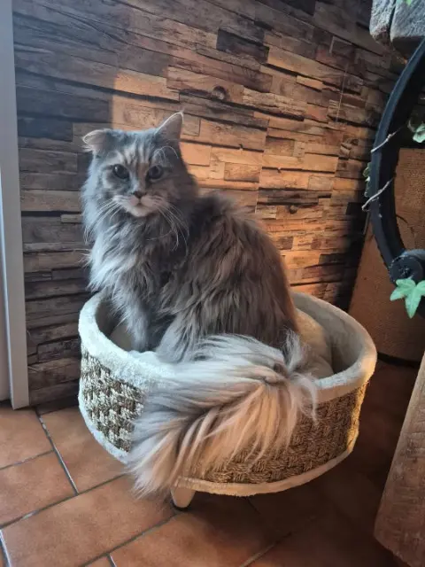 chatte lost   14970 Saint-Aubin-d'Arquenay Nala
