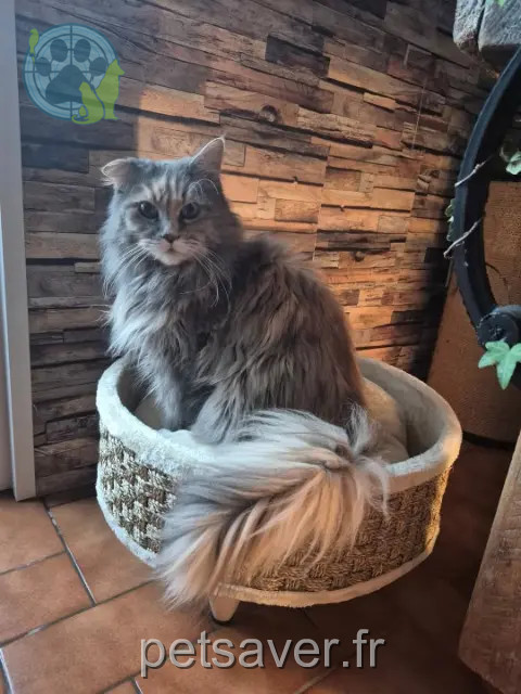 chatte perdue 14970 Saint-Aubin-d'Arquenay Nala chatte lost 14970 Saint-Aubin-d'Arquenay Nala