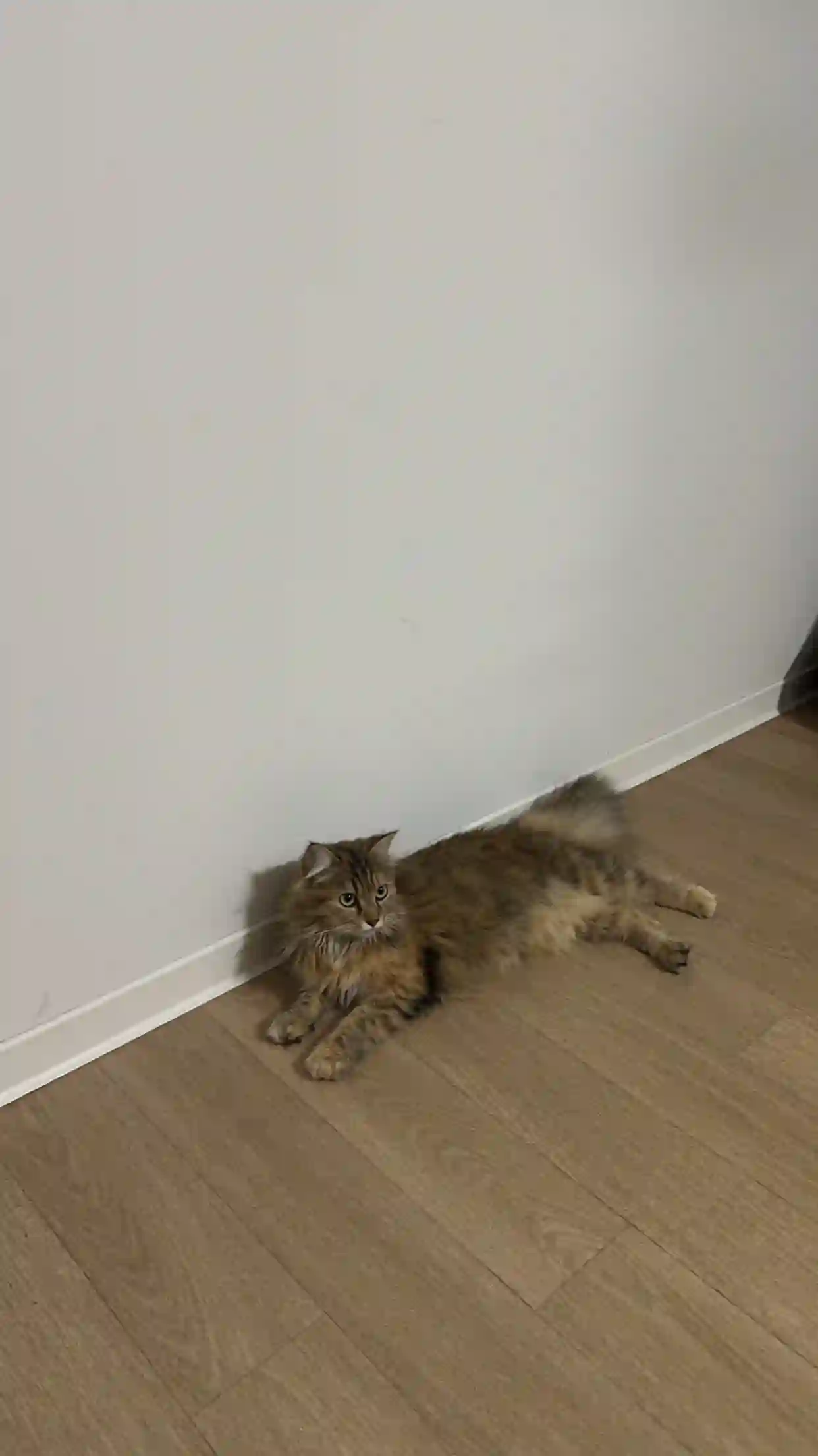 Chatte Perdue 14 Calvados - Nala Chatte Perdue 14 Calvados - Nala
