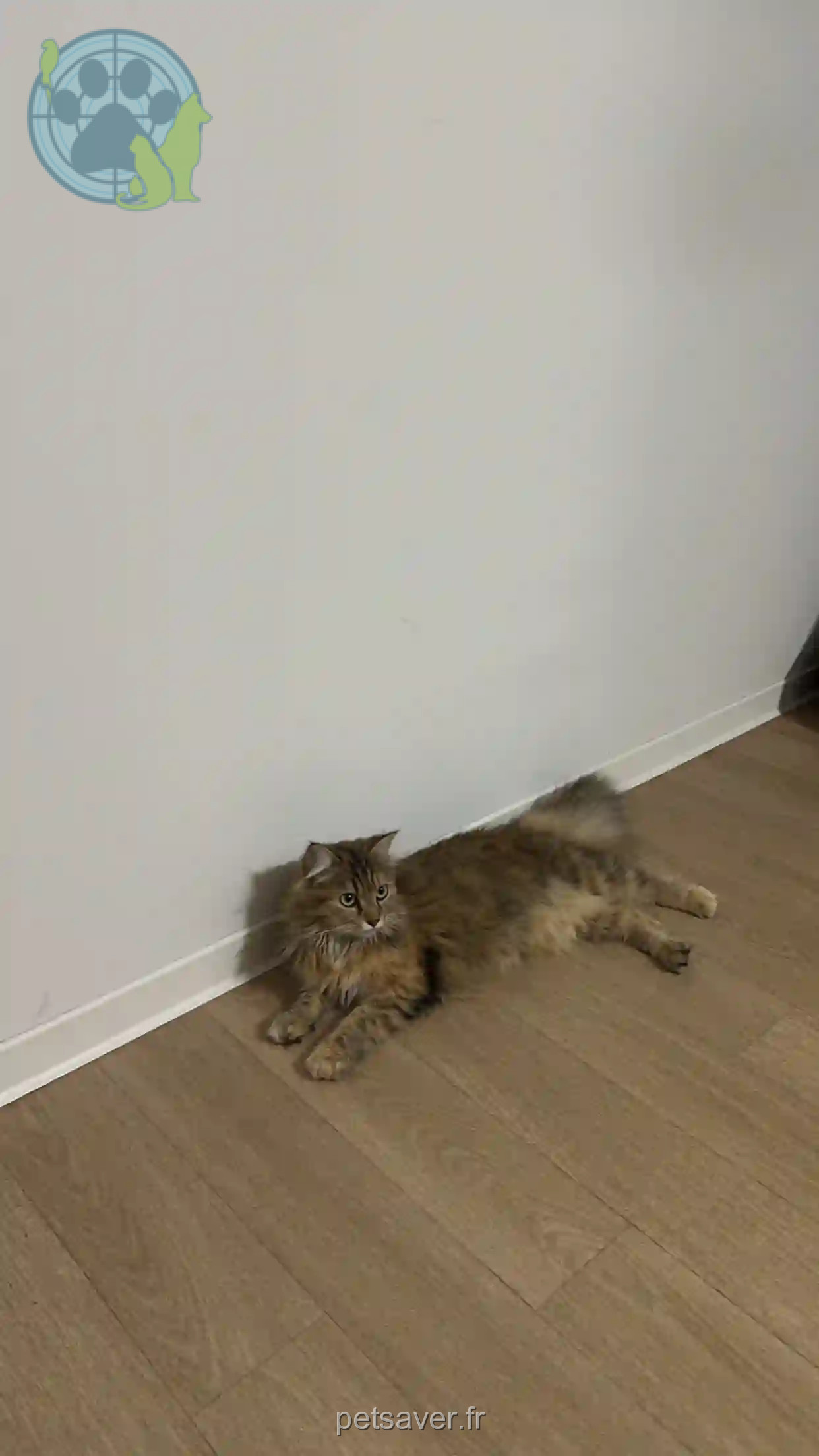 Chatte Perdue 14 Calvados - Nala Chatte Perdue 14 Calvados - Nala