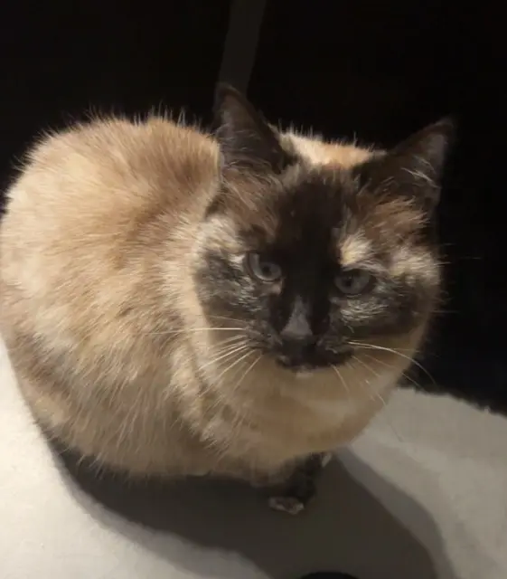 chatte lost   14370 Vimont Nala