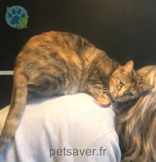 chatte lost   14310 Villers-Bocage Nala