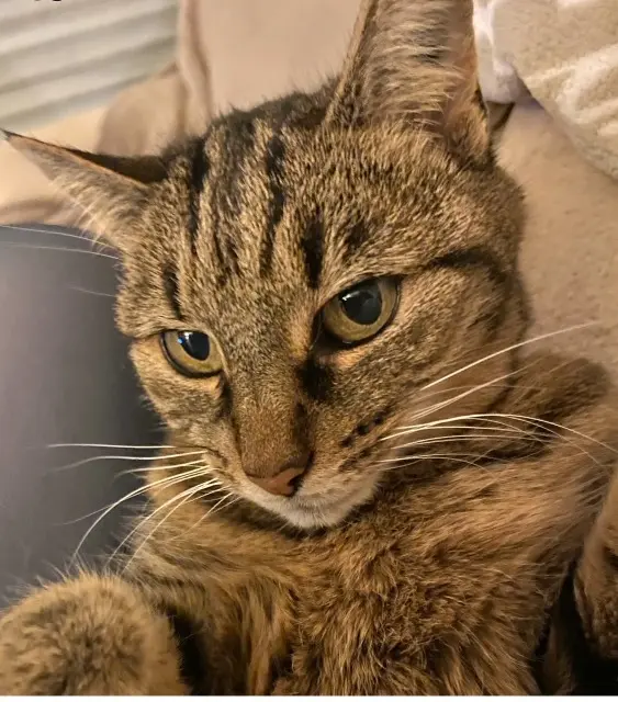 chatte lost   14470 Graye-sur-Mer Neela