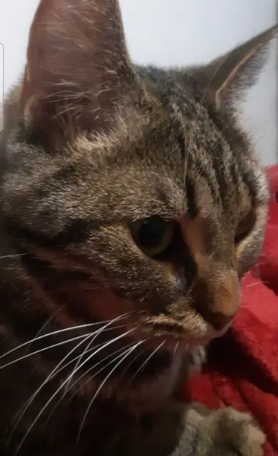 chatte lost   14540 Soliers Nikita