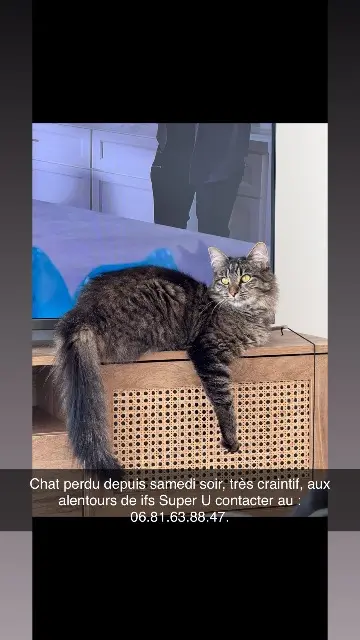 chatte lost   14123 Ifs Nina