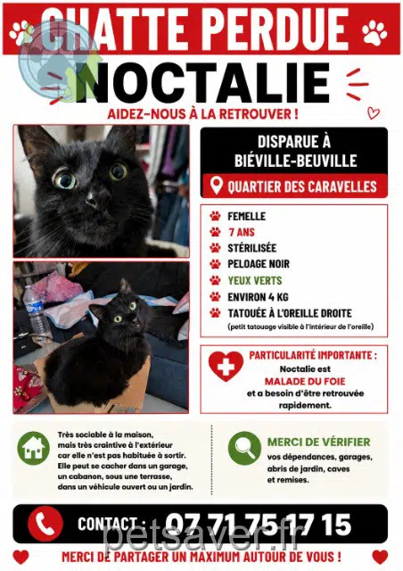 gata lost   14112 Biéville-Beuville Noctalie