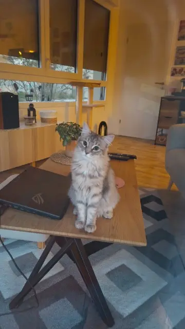 chatte lost   14123 Fleury-sur-Orne Nova