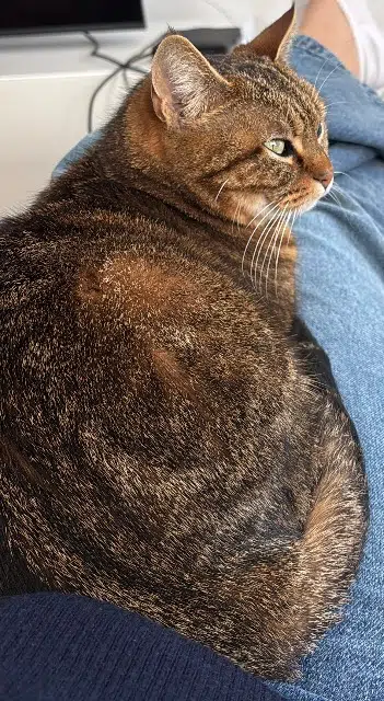 chatte lost   14123 Fleury-sur-Orne Olly