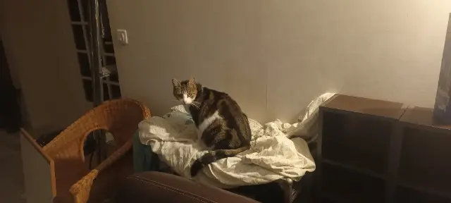 chatte lost   14280 Saint-Contest Olympe