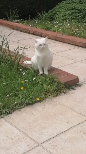 chatte lost   14400 Saint-Vigor-le-Grand Paillette