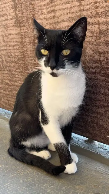 chatte lost   14400 Saint-Martin-des-Entrées Paillette