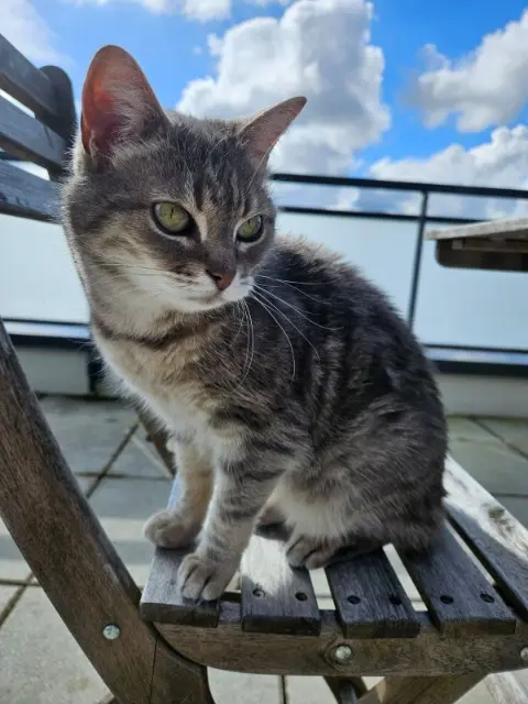 chatte lost   14123 Cormelles-le-Royal Pepette