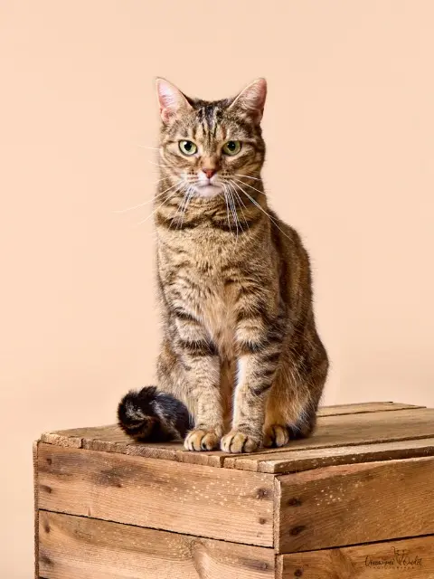 chatte lost   14330 Le Molay-Littry Pitchouli