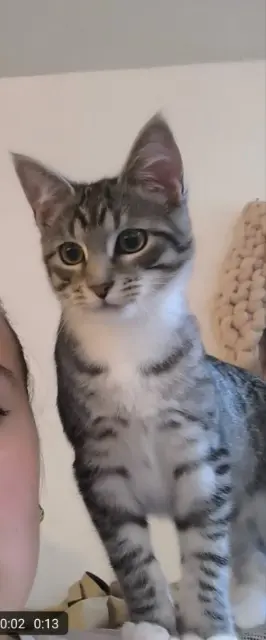 chatte lost   14550 Blainville-sur-Orne Plouch