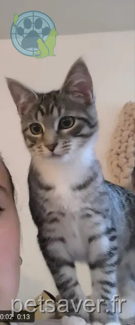 gata perdida 14550 Blainville-sur-Orne Plouch gata lost 14550 Blainville-sur-Orne Plouch
